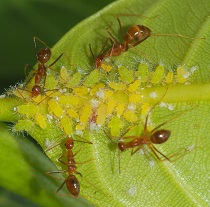 Jackfruit Psyllid nymphs protected by Yellow Crazy Ant (Anoplolepis gracilipes) photo